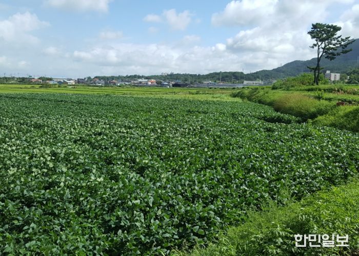 사천시, 논 타작물 재배 지원사업 추진