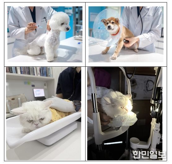 반려동물 진료