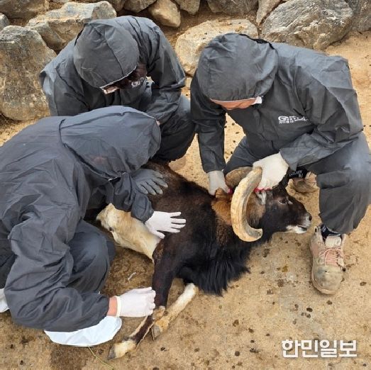 대구시 달성공원관리소, 구제역 백신 일제접종… 사슴 등 4종 47마리