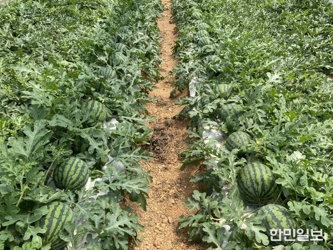 농작물 생육재생기 안전영농 지도 전체 출장