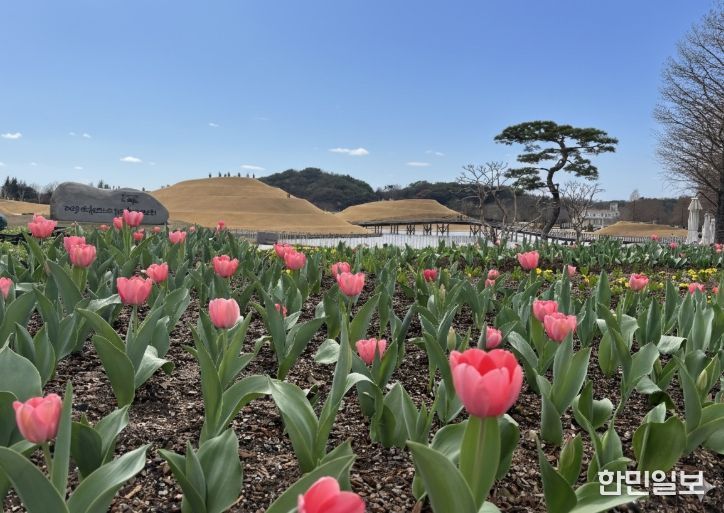 ‘첫 튤립 꽃잔치’로 가장 먼저 봄을 열다