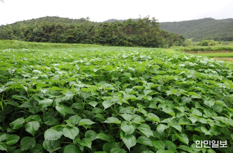 , 노후 모시밭 생산성 향상 위한 토양관리 실천 당부