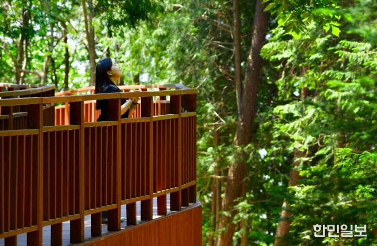 장성 축령산 하늘숲길을 찾은 관광객.