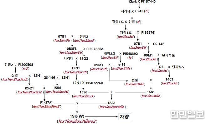 경상국립대학교 정종일 교수, 자양콩 종자, 자양콩 육종 계보