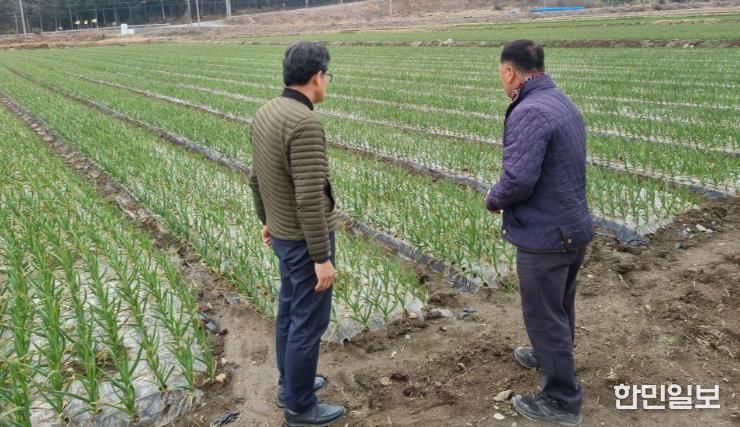강진군 관계자가 강진관내 마늘농장을 방문했다.
