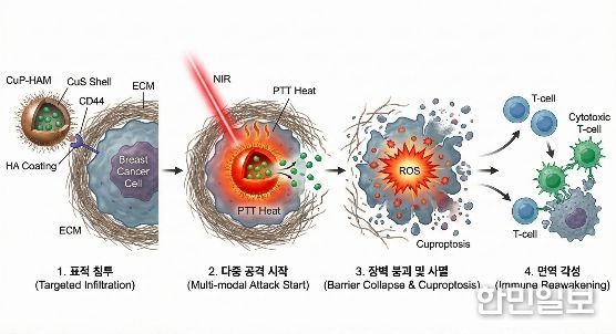 ‘삼중음성 유방암’ 무너뜨리는 구리 나노플랫폼 개발