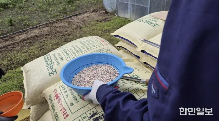 홍천군, 찰옥수수 채종 신규단지 조성 및 확대