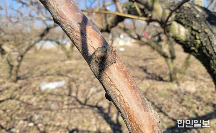 과수화상병 동계 궤양증상(배)
