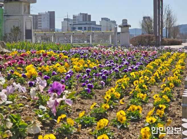 임실읍, 주요 도로변 계절꽃 식재, 쾌적한 거리환경 조성