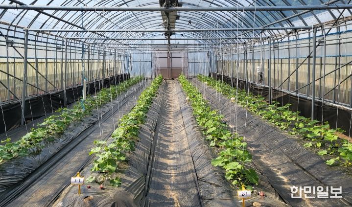 봄재배 멜론 정식 후 초기 생육 관리 중요