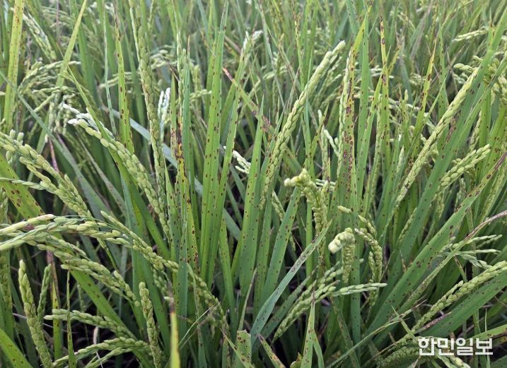 정읍시, 벼 영농철 앞두고 ‘깨씨무늬병’ 주의보…철저한 토양 관리 당부