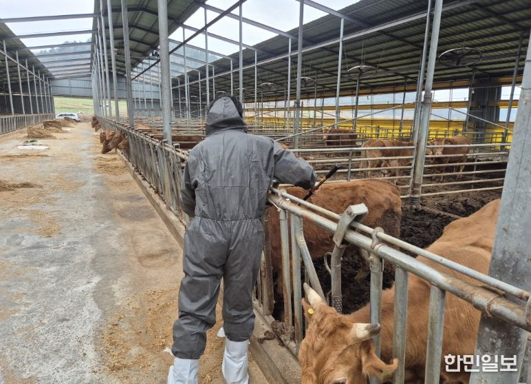 고흥군, 상반기 구제역 백신 일제접종 완료