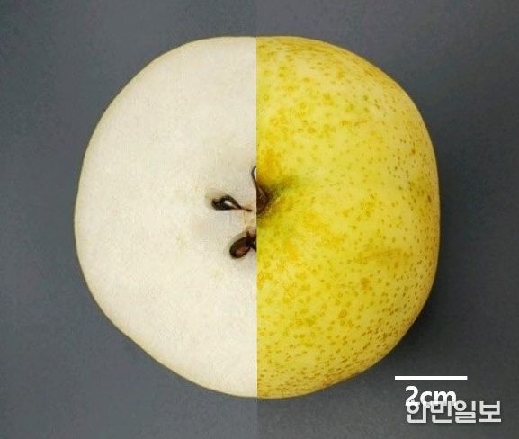 1. 충청남도농업기술원이 육종한 배 신품종 ‘청밀’ 모습.