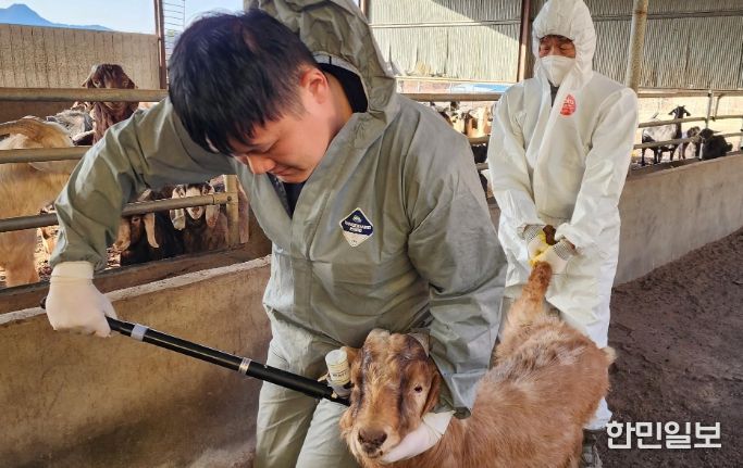구제역 백신 접종