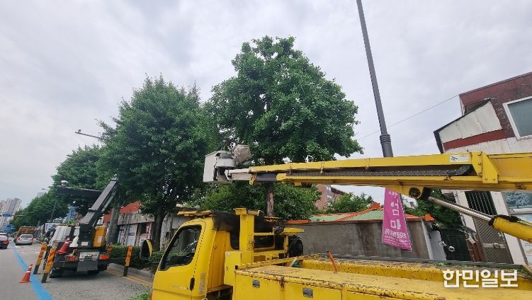 서구, 체계적 가로수 관리 추진