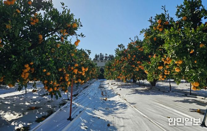 감귤농사 토양피복재