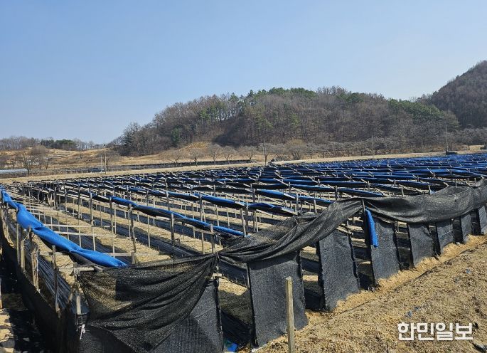 ‘기후변화 대응 인삼재배, 봄철관리가 중요’