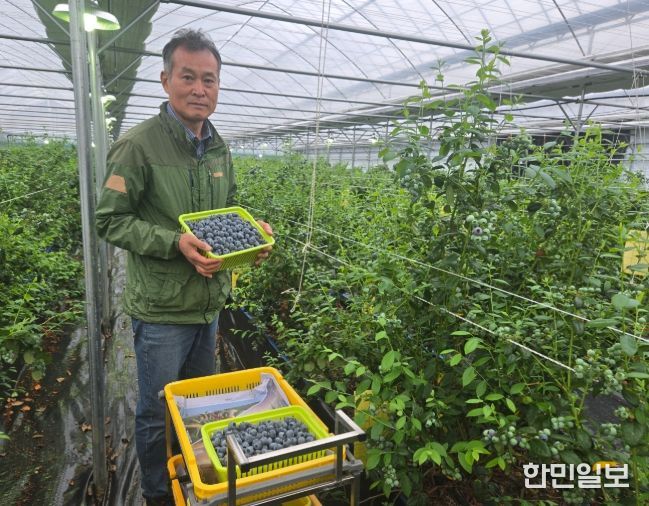 영동군, 하우스 블루베리 첫 출하