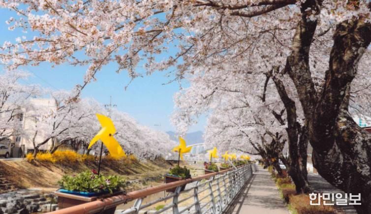 지난해 금산천 봄꽃