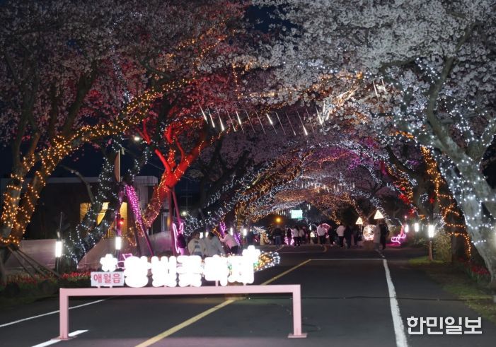 애월읍 왕벚꽃 축제