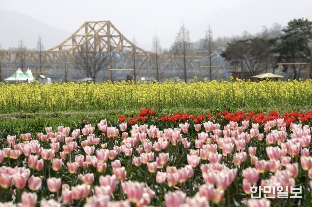 유채꽃이 활짝 핀 지난해 창녕낙동강유채축제장 풍경