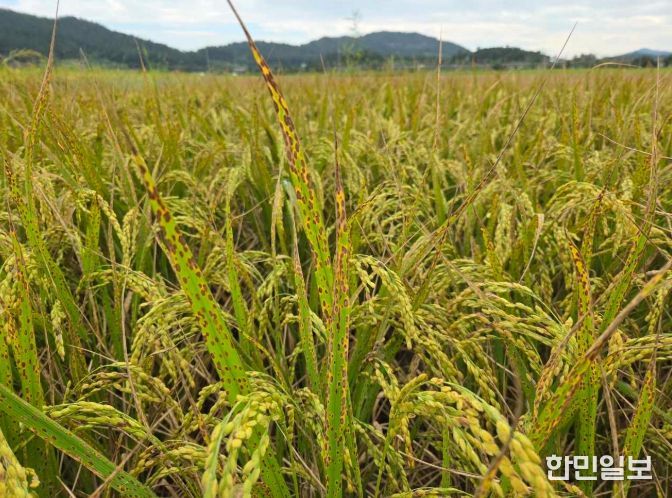 깨씨무늬병 관련 사진