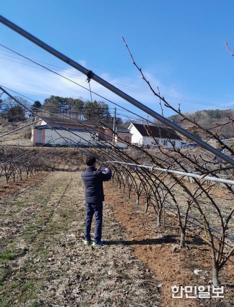 돌발해충 월동난 예찰 모습