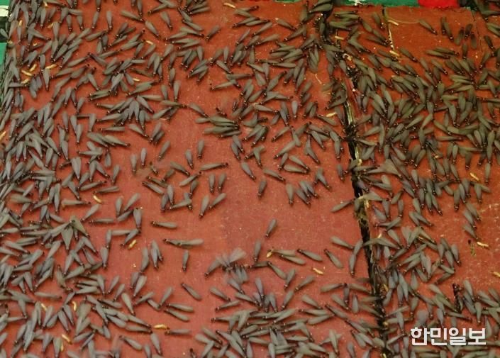 날개 달린 일본흰개미