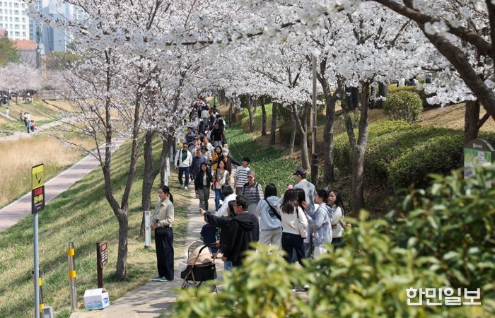 김해시 “핑크빛 설렘으로 물든 율하천” 제7회 율하벚꽃축제 성황리 개최