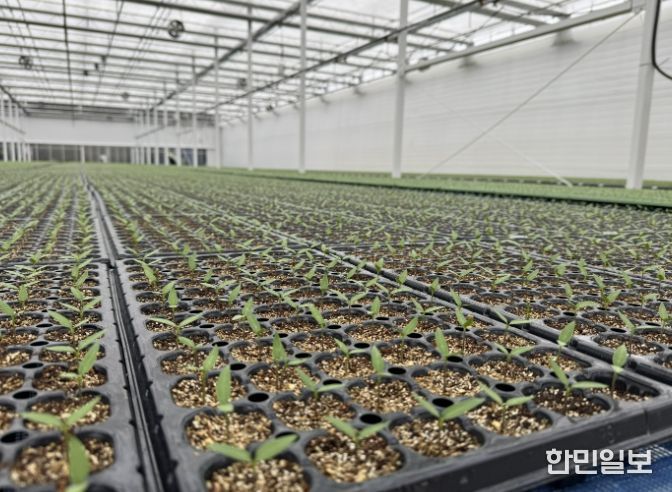 음성군, 철저한 육묘상 관리로 고추농사 준비 당부