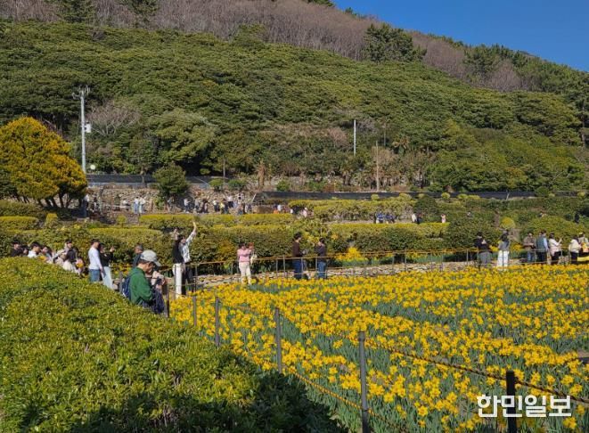 거제9경 공곶이 수선화 경관조성 관리 연장 추진
