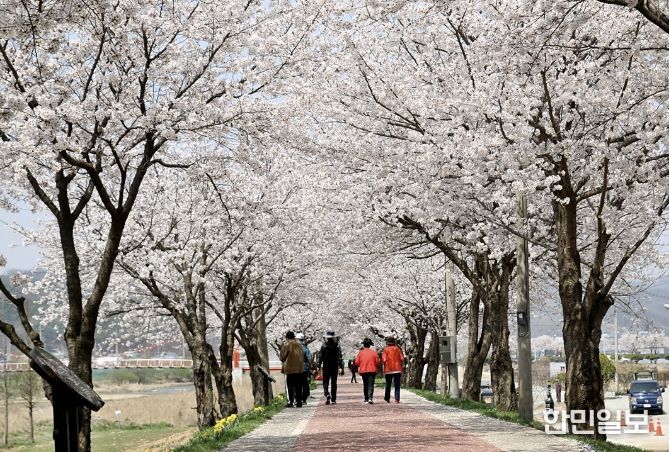 생극 응천십리벚꽃길