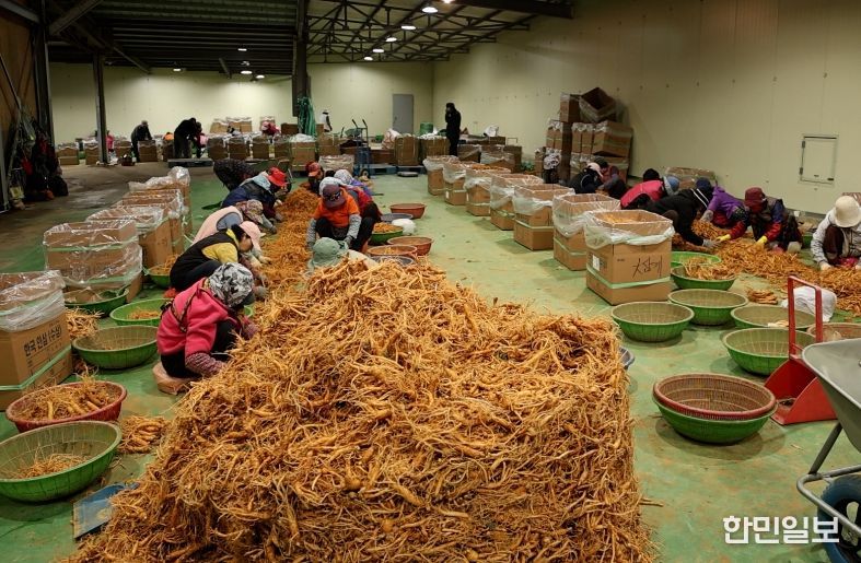 케이비에스(KBS) ‘굿모닝 대한민국’ 금산인삼 선별장 방송 캡쳐본