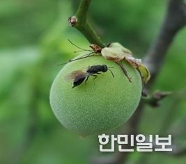 매실 복숭아씨살이좀벌 적기 방제 당부