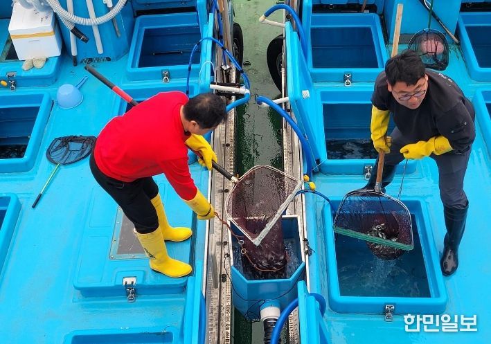 옹진군, 점농어 종자 16만마리 방류, 자원조성사업 시작