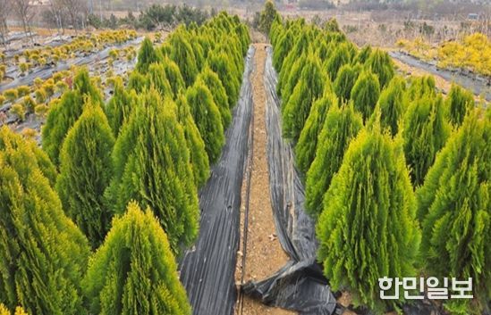 계양공원사업소, 상반기 공공녹지 조성용 수목 11만 1천 주 공급