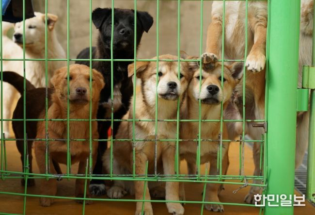 반려동물 지원 대폭 확대