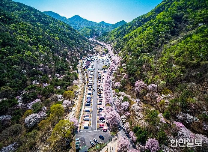 금산 보곡산골 산벚꽃 축제