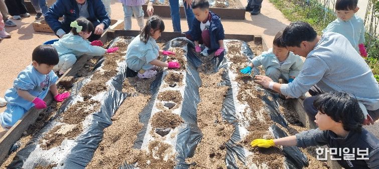 영덕군농업기술센터 ‘제2회 어린이 농부학교’에 참여한 어린이들이 감자를 파종하고 있다.