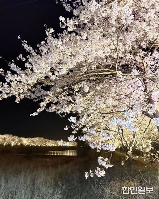 장흥 용산면 남상천 벚꽃문화제