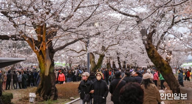 울주군 ‘제7회 울주작천정 벚꽃축제’ 성료… 총 26만명 방문