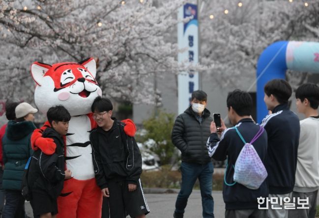 벚꽃으로 물든 영광, 2026년 영광 청년 벚꽃축제