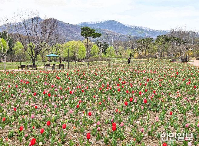 10만 송이 튤립으로 물든 천안