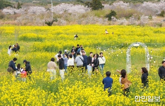 제43회 서귀포유채꽃축제