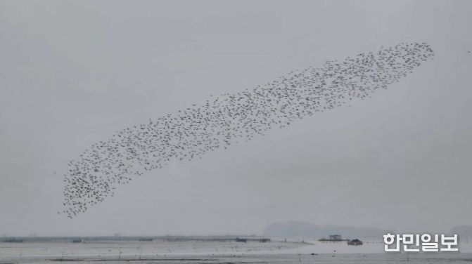 순천만, 봄철 도요물떼새 도래.