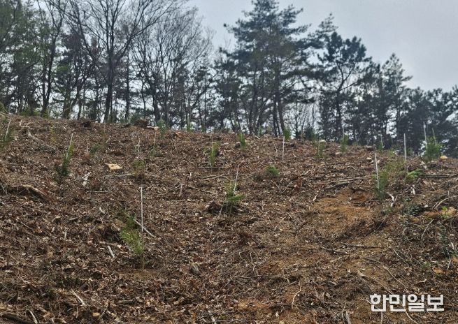 소나무재선충병 피해지 ‘수종 전환’ 확대 추진