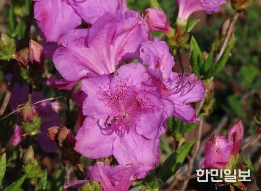 봄을 물들이는 철쭉 개화