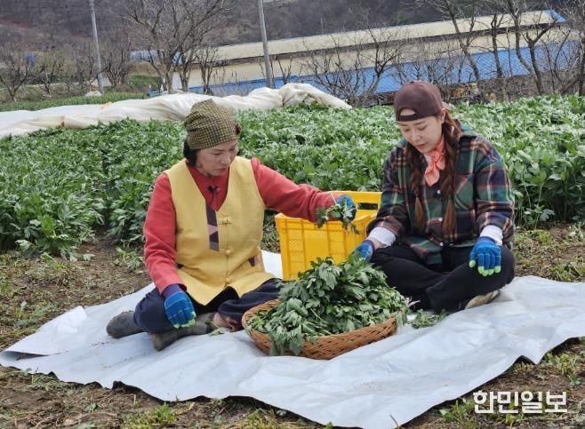 전옥자 농가가 삼잎국화와 관련해서 ‘6시 내고향’ 촬영을 진행하고 있다.