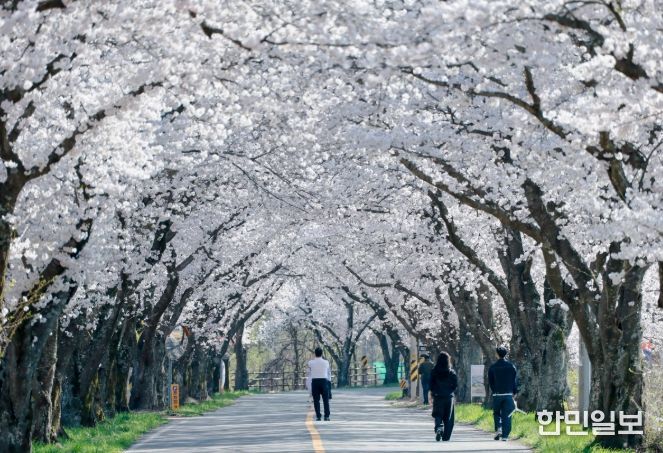 경주 암곡동 일원 도로 구간이 ‘암곡 벚꽃 터널’로 불리며 늦은 개화로 절정을 이루고 있다.