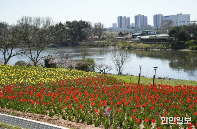 익산 신흥공원 '튤립' 활짝